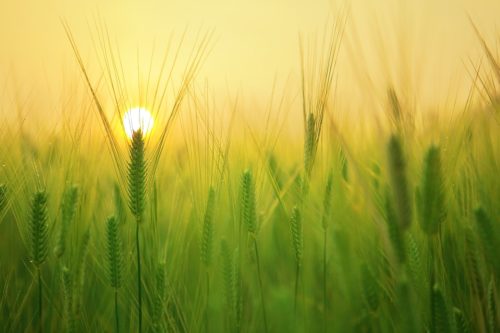 barley field 1684052 1280